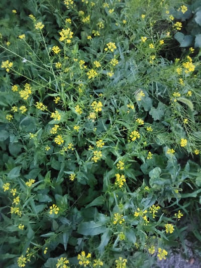 A close-up, top-down view of a patch of wild mustard plants in bloom. The plants have numerous small, bright yellow flowers clustered on thin green stems, interspersed with dark green, serrated leaves. The background consists of more dense foliage and some ground visible in the lower right. The scene appears to be an outdoor natural setting, likely a field or uncultivated area, with no people or man-made objects clearly discernible.