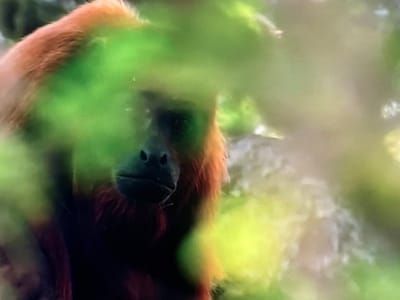 The image shows a close-up of a monkey's face, mostly obscured by out-of-focus green foliage. The monkey has reddish-brown fur and a dark face with visible eyes, nose, and mouth. The foliage in the foreground is a vibrant green, suggesting it might be a lush, natural environment. The background is softly blurred, showing hints of a brighter, possibly sunny day. The monkey's expression is neutral, and it appears to be looking directly at the camera. The overall impression is that of a wild animal in its natural habitat, perhaps peeking through leaves. There is no visible text in the image. Given the location context of Valladolid, Spain, this could be a monkey in a zoo or a wildlife park, or potentially a native species if applicable to the region. However, without more context, it is difficult to definitively determine the specific location or activity.
