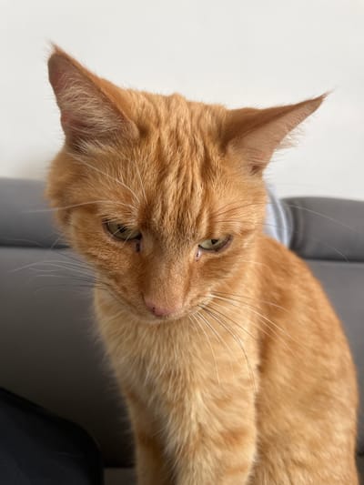 This is a close-up, eye-level, portrait-style photograph of an orange tabby cat. The cat is looking downwards and slightly to its right, with its head tilted. Its ears are upright and angled slightly forward. The cat's fur is short and appears soft. The background consists of a blurred gray surface, likely a piece of furniture, and a plain white wall. The lighting is soft and appears to be natural light from the front, casting subtle shadows. The image does not contain any elements that suggest a specific location in Zabrze, Poland, or any other city.