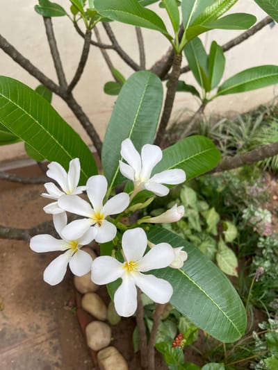 The image features a cluster of white plumeria flowers with yellow centers, interspersed with green leaves. The flowers and leaves are attached to a tree branch. The background includes a variety of other plants and vegetation. The ground is visible in the lower right corner. The location is Chandigarh, India.