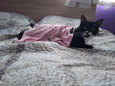 A black and white cat wearing a pink onesie with hearts is lying on a bed. The cat is looking directly at the camera. The bed has a patterned quilt. In the background, there is a headboard and a purple wall. The lighting suggests an indoor setting. This image was taken in the city of Ihtiman, Bulgaria.