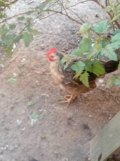 A small, brown chicken with a red comb stands on the dirt ground amidst green foliage. The chicken is facing right and its body is partially obscured by leaves. The ground is sandy and uneven with some scattered small white stones. In the background, the environment appears to be outdoors in a natural setting. The image is slightly blurry, particularly the foreground and background, with the chicken being the most in-focus subject. There are no discernable buildings or specific landmarks that would indicate its location within Первомайская, Russia.
