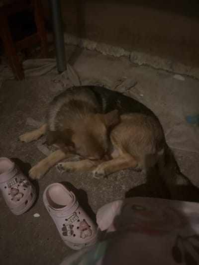 In the city of Astoņi, Latvia, a German Shepherd dog is resting on a concrete floor, partially covered by a sheet or blanket. The dog's fur is a mix of brown and black, and it appears to be grooming itself. Nearby, two pink children's Crocs-style shoes are visible on the floor, adorned with bear and skateboard charms. In the background, a wooden chair and a metal pole suggest an outdoor or semi-outdoor setting. The lighting is dim, indicating it might be nighttime or a poorly lit area. The scene is domestic and casual, with no immediate indication of any unusual activity.