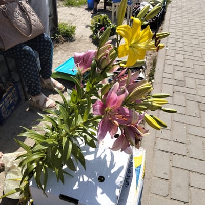The image depicts a street-level view of a flower stall, likely in the city of Cupcini, Moldova, as indicated by the context. In the foreground, a bouquet of lilies is prominently displayed, featuring both pink and yellow blooms, some fully open and others in bud. The flowers are arranged in a white cardboard box, which has visible text, including "KEEP AT 58°F OR 14°C." Behind the flowers, a person is partially visible, seated and wearing dark trousers with a circular pattern and light-colored sandals. They are holding a quilted beige handbag. The background reveals a paved sidewalk made of grey rectangular stones, typical of urban areas. To the left of the sidewalk, there is a patch of green vegetation and a blue plastic crate. Further back, additional flower crates and produce are visible, suggesting a market setting. The lighting indicates a bright, sunny day.