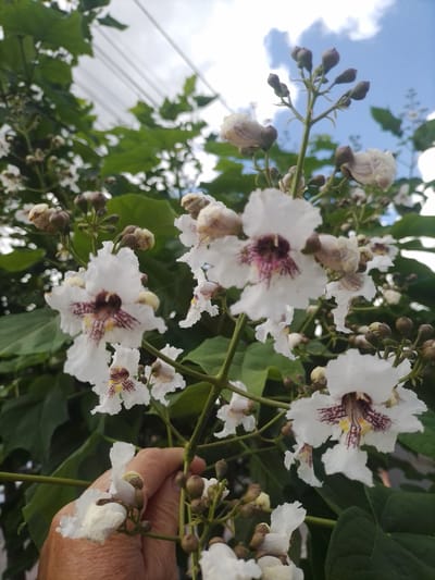 A close-up, eye-level, outdoor shot shows a cluster of white, trumpet-shaped flowers with dark purple markings in their throats, set against a backdrop of green leaves and a cloudy sky. The flowers are in various stages of bloom, with some fully open and others as buds. The foreground features a hand gently touching one of the flowers, its skin wrinkled and skin-toned. Power lines are visible in the upper portion of the frame, suggesting an urban or semi-urban setting. The scene evokes a sense of nature's beauty amidst human infrastructure. The specific location in Myrhorod, Ukraine is not discernible from the image itself.