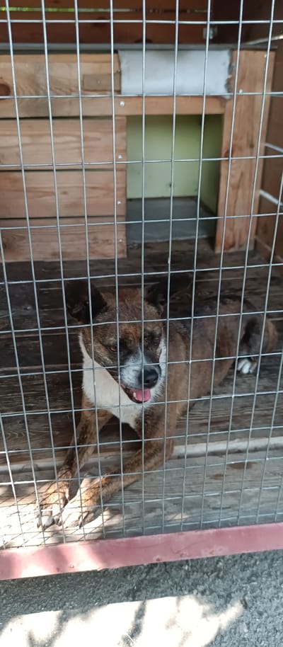 A brindle-colored dog with white markings on its chest and face lies on a wooden floor inside a wire cage. The dog's tongue is slightly out, and its eyes are open. Behind the dog, a wooden structure with an opening can be seen within the cage. The cage is located outdoors, as indicated by the dappled sunlight on the floor and the shadow patterns on the ground in front of the cage. The background is out of focus but suggests an outdoor environment, possibly a shelter or kennel. This scene could be in Kherson, Ukraine, given the context provided.