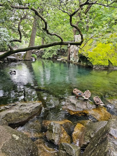 The image depicts a tranquil pond or stream environment within the Алупкинский городской совет region of Ukraine. The scene is dominated by lush greenery, with trees and moss-covered rocks framing the water. The water itself is clear, reflecting the surrounding vegetation and sky, and appears to be gently rippling. There are several ducks present in the scene. Three ducks are situated on rocks near the water's edge, while a lone duck is swimming farther into the pond. The photo appears to have been taken during a light rain, as evidenced by the ripples on the water's surface. The overall impression is one of peace and natural beauty.