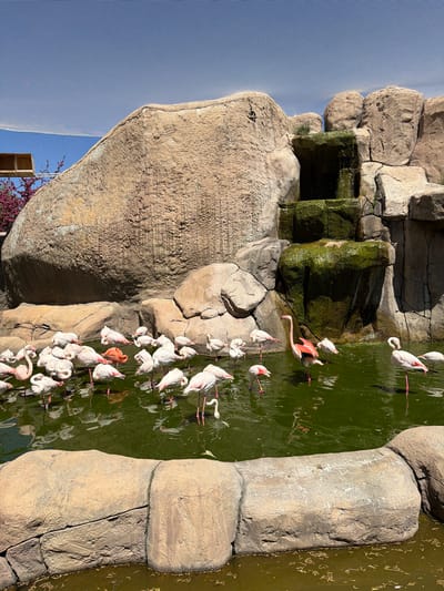 This image captures a vibrant scene within an aviary or zoo enclosure, likely located in Tepebaşı, Turkey, under clear, bright daylight. The main subjects are a large group of flamingos gathered around a body of water, flanked by impressive artificial rock formations.
Numerous flamingos, predominantly white and light pink with bright pink legs, are seen wading in the greenish water. Many have their long necks bent, with their heads submerged, indicating they are feeding. A few individuals exhibit more intense pink or reddish-orange plumage, standing out among the flock. Their reflections are visible on the water's surface.
To the left of the water, a simulated rock cliff face rises. This artificial formation features distinct layers, crevices, and ledges. Portions of the rocks near the water are covered in dark green moss and algae, suggesting the presence of flowing water or a damp environment, possibly a waterfall feature. The water itself is a murky green, with some floating debris visible.
Above the rock formations and across the upper part of the enclosure, a fine, grid-like mesh netting is visible against a clear blue sky, indicating the birds are housed within an enclosed space. Strong shadows cast by the rocks suggest it is midday or early afternoon. In the bottom right corner, a small section of purple flowering bushes and a wooden post are visible, adding a touch of color and natural elements to the scene. No discernible text is visible in the image.