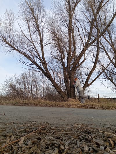 A person is lying on a bare tree branch. The person has reddish hair, is wearing a gray jacket, and gray pants. The tree is bare and has many branches. The tree is on the side of a road. The ground is covered with leaves and debris. The sky is visible through the tree branches. The location may be the city of Yurgamysh, Russia, but cannot be confirmed with certainty.
