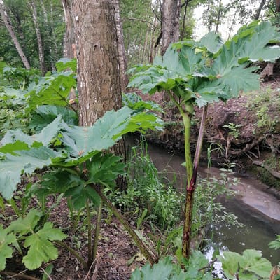 The image depicts a natural scene in a wooded area adjacent to a small stream, likely located in or near the city of YDINO, Russia. In the foreground, several large plants with broad, deeply lobed green leaves are prominent. These plants have thick, segmented stalks, some of which exhibit a reddish-purple hue at their base, indicating the presence of Hogweed, a potentially invasive species. The stalks are rough and textured.
The background reveals a dense forest with numerous trees, primarily appearing to be birch and other deciduous varieties, with their characteristic light-colored bark. The ground is covered with fallen leaves and some undergrowth. A narrow, slow-moving stream or ditch runs diagonally across the middle ground from right to left, its water appearing murky and reflecting the surrounding vegetation. The stream bank on the right is steep and eroded, with exposed roots and soil. The overall impression is one of a wild, overgrown natural environment. There are no people or animals visible in the image.