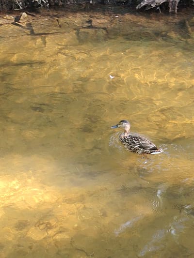 A single duck swims in shallow, clear water. The water is a golden-brown color and appears to be a stream or river, as evidenced by the rocks visible on the bottom. The duck is a mottled brown and white and is facing left. In the upper left corner of the image, the edge of the bank is visible, with some dry vegetation and soil. The scene appears to be in a natural environment, possibly a park or wooded area within the city of Achern, Germany.