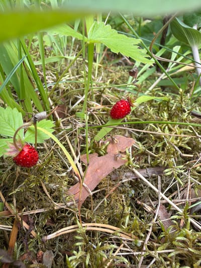 The image depicts two wild strawberries nestled amongst moss, grass, and fallen leaves. The strawberries are red and ripe, with small seeds visible on their surfaces. One strawberry is positioned on a green leaf to the left of the frame, while the other is to the right. The surrounding environment is rich with green moss, dry grass, and a single brown oak leaf. The lighting suggests an outdoor setting, possibly a forest floor or a garden area. The focus is on the natural elements of the scene, with no signs of human presence or activity. The image quality is good, with clear details of the textures and colors of the flora. The context of Jaunsaurieši, Latvia, indicates a temperate climate, consistent with the presence of wild strawberries and moss.