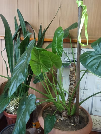 This is a medium-shot, eye-level photograph of several potted houseplants, likely taken indoors. In the foreground, a large plant with broad, dark green, heart-shaped leaves dominates the lower half of the frame. Its thick, segmented, brown stem is visible, supported by a dark brown pole tied with a bright green ribbon. To the left of this plant, a smaller snake plant with tall, slender, dark green leaves stands in a brown pot. Behind the large plant, a white diagram with Cyrillic text is partially visible. The background consists of a light brown, wood-paneled wall with a horizontal wooden shelf. The overall environment appears to be domestic or office setting. The photograph does not contain any people. The location is not discernible from the image itself, and no information about Sokuluk, Kyrgyzstan is present.