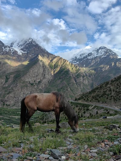 A single brown horse is grazing in a grassy field in front of a majestic mountain range. The mountains are covered in snow on their peaks and have rocky, steep slopes dotted with sparse vegetation. A winding road with a few cars can be seen in the mid-ground, ascending the mountainside. The sky is blue with scattered white clouds. The foreground is rocky with small patches of green grass and wildflowers. The overall scene depicts a serene and natural landscape. The location is in Kaza, India.