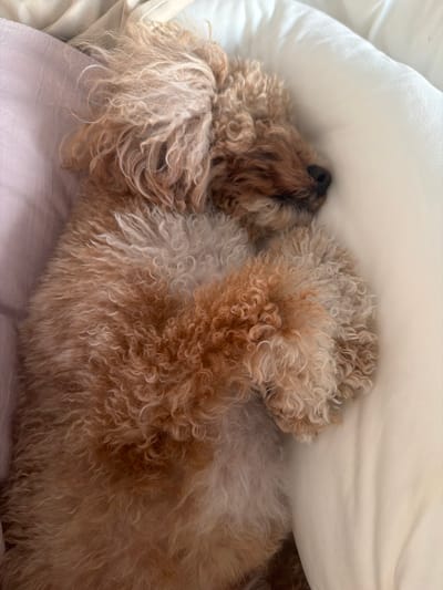 A tan poodle sleeps soundly on a white pillow in Boca Raton, Florida. The dog is curled up, with its head resting on its paws. The poodle's fur is curly and a mix of tan and cream colors. The pillow appears to be soft and plush, and the dog seems to be very comfortable. The background is blurred, but it appears to be a bedroom or living room.