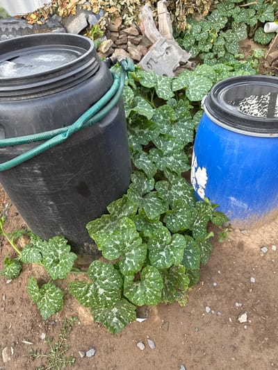 In Novoshakhtinsk, Russia, two large plastic barrels, one black and one blue, are situated on the ground amidst a patch of green, leafy plants. A green garden hose is looped around the black barrel. The ground is a mix of dirt and small stones, with some scattered debris in the background, including pieces of concrete and dried leaves. The scene appears to be outdoors in a yard or garden area. There are no people visible in the image.