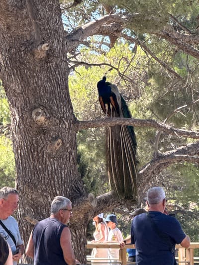 A peacock with its tail feathers partially fanned out perches on a branch of a large tree. The peacock is facing left and is predominantly blue and green with brown undertones in its tail. Below the tree, several people are visible. On the far left, a man in a light blue shirt is looking to his right. Next to him, a man in a dark blue sleeveless shirt is looking to his left. Further right, partially obscured by the tree, a young boy in a light-colored t-shirt and a blue hat is looking to his left. Behind him, a woman in a white tank top is also visible. The background consists of lush green foliage and a bright blue sky. The scene appears to be outdoors, possibly in a park or a zoo, given the presence of the peacock and the protective railing in the foreground.
