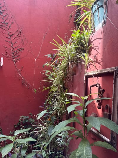 The image shows a red textured wall in Avellaneda, Argentina, with several plants growing on it. There are spider plants and other greenery in pots. An old wooden frame with rusty metal hardware is mounted on the wall. A vine with small leaves crawls across the lower left portion of the wall. A small white object is near the bottom left corner.