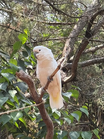 A sulphur-crested cockatoo perches on a branch in a tree. The bird is mostly white with a yellow crest. Green leaves are visible in the foreground and a web of branches in the background. The image was taken outdoors, presumably in a location with trees and foliage. The location in San Pedro Zacachimalpa, Mexico is not evident from the image.