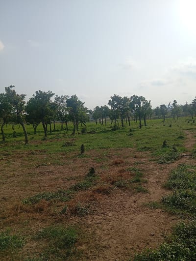 The image depicts a landscape in Dutsen Alhaji, Nigeria, characterized by a moderately dense grove of trees with green foliage against a hazy, light blue sky. The ground is covered in a mix of dry brown earth and patches of green grass. A dirt path is visible, winding through the grassy area and leading towards the trees. There are no people or specific structures evident in the image, giving it a natural, rural feel. The overall lighting suggests it is daytime, possibly late morning or afternoon.