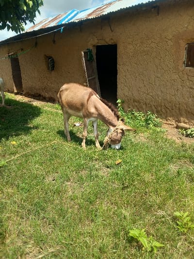 In Zangon Aya, Nigeria, a light brown donkey with a dark brown mane and tail is observed grazing on dense green grass, its head lowered towards the ground. A white rope halter is secured around its head. Behind the donkey stands a single-story building constructed of textured, light brown earth or mud. The building is topped with a corrugated metal roof, primarily silver-grey with discernible sections of faded blue. The facade features two doors; the central door is open, revealing a dark interior, while the door to the left is closed and dark. A green cloth or garment hangs on the wall immediately to the left of the open door. A small, rectangular window with a wooden frame is visible on the wall to the right of the open door. The foreground and midground consist of vibrant green grass, with patches of exposed dirt visible near the base of the building. The sky above is partly cloudy, with visible patches of blue.