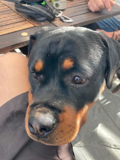 The media file is a close-up, eye-level shot of a Rottweiler dog. The dog's head is tilted, and its face is directed towards the camera. The background is blurred, but hints of a wooden table, a person's hand with fingers extended, and a light-colored surface with shadows suggest an outdoor setting, possibly a patio or garden. There is a leash or harness visible on the left side of the frame, attached to the wooden table. The lighting indicates it is daytime, with strong sunlight casting shadows. The dog's expression appears calm and alert. There is no visible text in the image. The setting is Vessigebro, Sweden.