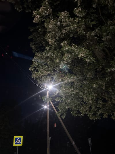 The image depicts a nighttime outdoor scene in Лабжанскі сельскі Савет, Belarus. A large tree with numerous white blossoms and green leaves dominates the right side of the frame, extending into the top and center-right. A bright street lamp, mounted on a utility pole, is centrally positioned, emitting strong light rays and lens flares that illuminate the surrounding area. Overhead utility wires are visible in the upper-left quadrant. In the bottom-left, a blue square pedestrian crossing sign with a white pedestrian icon is affixed to a pole. The background is predominantly dark, with a faint red light visible, possibly from a distant window, in the bottom-right. No individuals or active subjects are present.