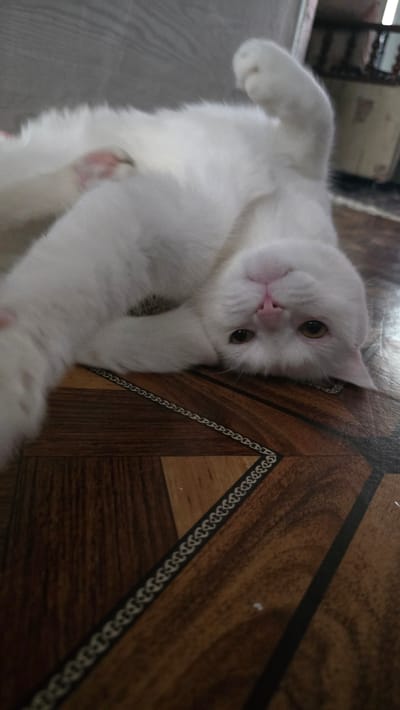 A white cat is lying on its back on a wooden floor in Katta Chilanzar-2 MFY, Uzbekistan. The cat is upside down, with its head near the bottom of the frame. Its eyes are open and looking towards the camera. The cat's fur is white and fluffy. The wooden floor has a brown and tan wood grain pattern. There is a decorative border on the floor with a repeating chain-link pattern. The lighting in the scene is dim.