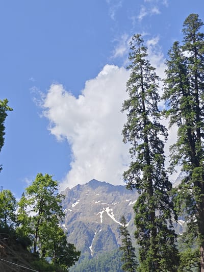The image depicts a mountainous landscape with a clear blue sky and scattered white clouds. In the foreground, several tall, green coniferous trees dominate the frame, their branches dense with needles. To the left, a lush green tree with broader leaves is visible, situated on a slope covered with vegetation. In the background, a large, rugged mountain range rises, its peaks partially covered with patches of snow. The mountain slopes are a mix of rocky terrain and green forests. The overall scene suggests a natural, possibly remote, environment. The image is taken from a low angle, looking upwards towards the sky and the mountains. There are no people or identifiable man-made structures, other than possibly some indistinct fencing or wire on the slope in the lower left corner. The location is identified as Burwa, India.