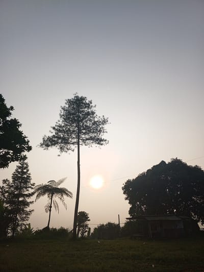 The image shows a rural landscape in Kudawa, Sri Lanka, likely taken during sunrise or sunset. A tall, slender tree stands prominently in the center, with a tree fern to its left. A cluster of trees is visible on the left side. On the right, a larger tree provides partial cover for a small, simple structure. The sun appears as a bright disk in the sky, partially obscured by atmospheric haze. The foreground consists of a grassy area. No people or specific interactions are visible. Power lines cut across the sky to the right of the Sun.