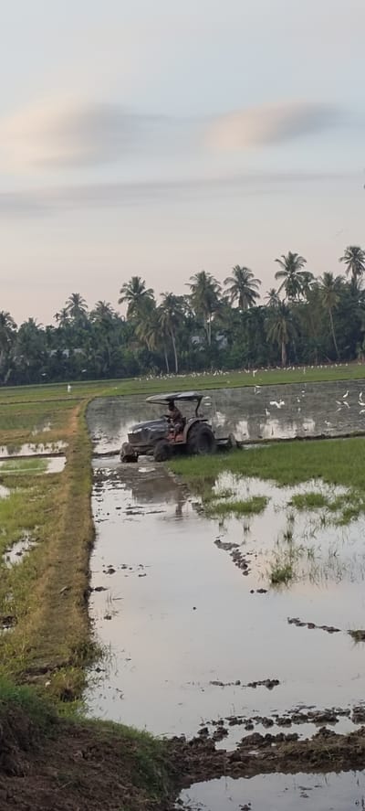 In Blangmajron, Indonesia, a person operates a dark-colored tractor with a canopy across a flooded rice paddy. The tractor is tilling the muddy water, stirring up brown earth. White birds are scattered throughout the rice field, some in the water and others on the green grassy areas. In the background, a dense line of palm trees and other greenery forms a backdrop against a pale, cloudy sky. A narrow dirt path separates the tilled paddy from a greener, less flooded section of the field on the left.
