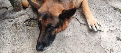 A German Shepherd dog lies on a cracked concrete surface. The dog's head is turned to the left, with its ears perked up. Its eyes are partially closed, and its tongue is not visible. The dog's fur is predominantly brown and black, with some lighter tan markings. A portion of its front paw is visible on the right side of the image, showing dark claws. The concrete surface appears weathered and has small debris scattered on it. In the upper left corner, a green metal post, possibly part of a fence or structure, is partially visible, embedded in the concrete. The overall environment suggests an outdoor urban setting. The image does not contain any people or specific identifiable landmarks that would allow for precise location within Smila, Ukraine.