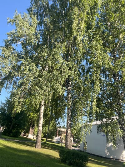 A view of birch trees with green foliage against a clear blue sky, on a sunny day in Kiselyovsk, Russia. In the foreground, a green lawn slopes downwards, with shadows cast by the trees. A white building with a pitched roof is visible on the right side of the image. A few other trees and a yellow railing are also present in the background. There are no people or animals visible in the image.