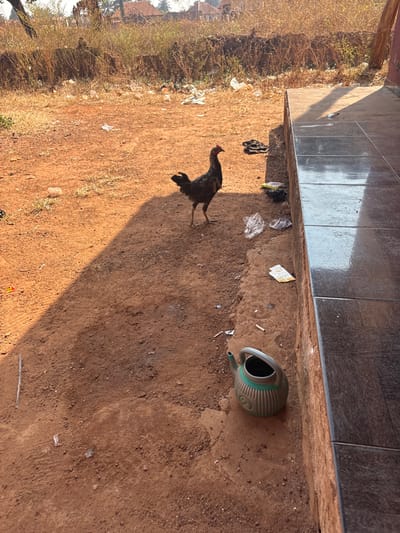 An outdoor scene in Oturkpo, Nigeria, depicts a dark-feathered chicken standing on red-brown, dusty earth. The chicken is positioned centrally, facing left with its head slightly raised and comb visible. To the right, a tiled platform or low wall, dark brown with horizontal lines, runs vertically along the frame's edge, casting a strong diagonal shadow across the ground towards the left. Scattered debris on the ground includes multiple clear plastic bags, white paper or wrappers, and several white cigarette butts. In the lower right foreground, a ribbed, light green plastic watering can with a dark opening and handle rests on the earth next to the tiled structure. The background features dry, light brown vegetation and scrub, with distant reddish-roofed buildings visible under a clear sky. The scene is brightly lit by direct sunlight, creating distinct shadows. No people are visible.