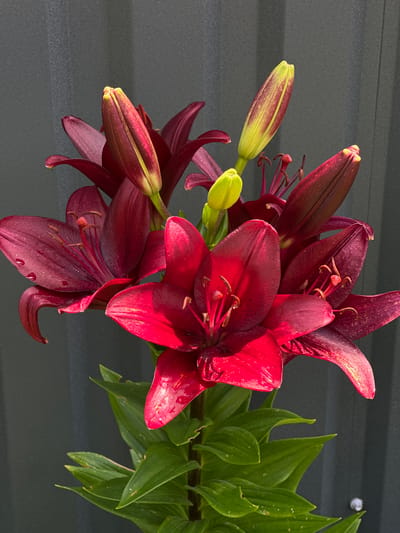 A close-up, top-down shot showcases a cluster of deep red lily flowers and buds against a dark, textured background. The lilies, some fully bloomed and others in various stages of bud, exhibit rich, velvety petals with hints of purple undertones. Tiny water droplets glisten on the petals of the open flowers, suggesting a recent watering or morning dew. The pistils and stamens are prominent, displaying a contrasting red-pink hue. Several buds, elongated and pointed, are a vibrant lime green with streaks of burgundy, hinting at their future blooms. Lush green lily leaves sprout from a stem on the right side of the frame, adding a contrasting color and texture. The background appears to be a corrugated metal surface, possibly a wall or fence, with horizontal ridges. The lighting suggests it is daytime, with sunlight highlighting the flowers and casting subtle shadows. The overall impression is one of natural beauty and vibrant life, captured in a still, intimate portrait.