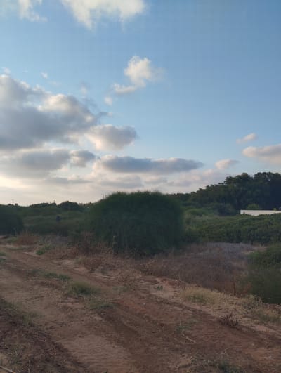 This media file captures a natural landscape, likely in Hof HaCarmel Regional Council, Israel. The scene is dominated by vegetation, with a large, dense green bush in the mid-ground, appearing almost like a rounded mound. Behind it, a dense line of trees forms a darker green backdrop. The foreground consists of dry, sandy earth with some sparse, dry vegetation and tire tracks, suggesting it might be a path or an unpaved area. The sky above is a clear blue, interspersed with scattered white and grey clouds, indicating a pleasant, possibly late afternoon or early morning. There is no visible text in the image. The overall impression is one of a serene, natural environment, likely rural or semi-rural.