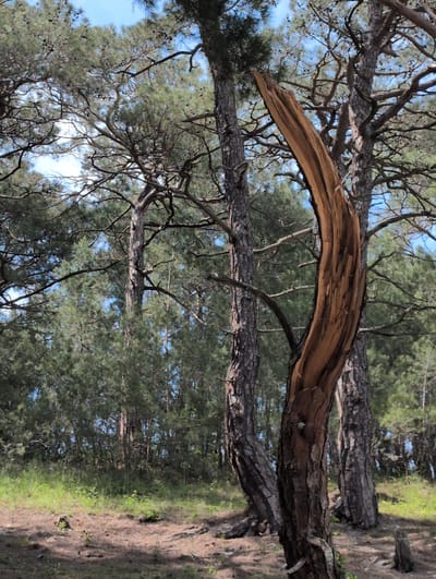 A broken pine tree trunk stands in the foreground of a forest, its pale wood exposed and twisted. The tree is set against a backdrop of more pine trees, their dense green needles creating a textured wall. The ground is covered in dry pine needles and sparse green vegetation. The sky is visible through the branches, a pale blue with wispy white clouds. The scene appears to be in Dzhankhot, Russia, a coastal resort town known for its pine forests. The overall impression is one of natural resilience and the passage of time, with the broken tree a testament to the forces of nature.