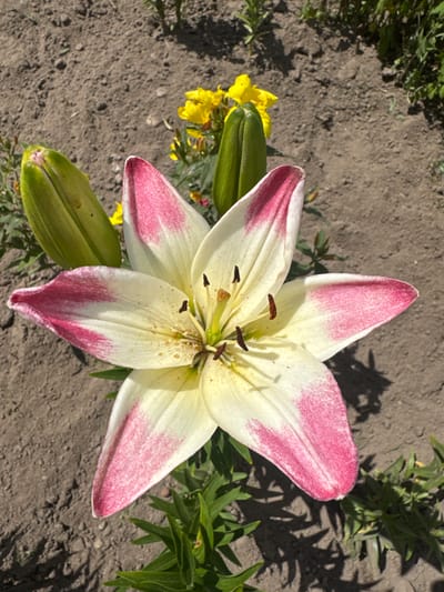 A close-up, top-down shot captures a lily bloom in a garden. The lily's petals are primarily white with delicate pink edges, speckled with a deeper pink hue. The center of the flower reveals dark brown stamens and a lighter yellow pistil. Two closed green buds are nestled below the open bloom. In the upper left corner of the frame, a cluster of small yellow flowers peeks through. The background consists of dry, cracked soil, typical of a garden bed, with hints of green foliage casting shadows. The lighting suggests it is daytime, likely sunny, given the distinct shadows cast by the surrounding greenery and the flower itself. The overall scene evokes a sense of natural beauty and a peaceful outdoor setting. There is no visible text in the image.