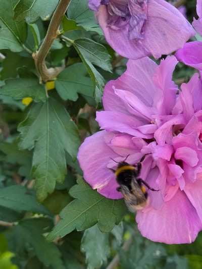 A bumblebee is actively foraging on a vibrant pink hibiscus flower. The bee, characterized by its fuzzy body and distinctive yellow and black stripes, is positioned on the lower petal of the flower, its legs appearing to grasp the surface. Several other hibiscus flowers, some fully bloomed and others withered, are visible in the background, along with lush green leaves and a branch of the plant. The overall scene suggests a close-up view of a natural encounter in a garden or park setting. No specific location in Indzhe Voyvoda, Bulgaria is discernible from the image.