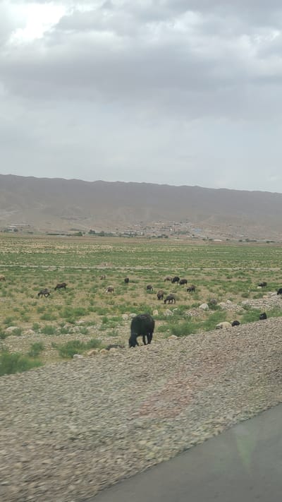 This media file captures a wide rural landscape, likely taken from a moving vehicle, showcasing a pastoral scene under an overcast sky. The image appears to be rotated 90 degrees clockwise from its original orientation.
In the foreground on the right, a coarse, grey-toned surface resembling a rocky or paved road is visible, with a faint greenish reflection suggesting it was taken through a window. Adjacent to this, a narrow strip of green grass and scattered stones acts as a border to a vast open field.
This expansive field, which dominates the midground, is covered in a mixture of green and light brown vegetation, characteristic of grazing land. Numerous sheep or goats, predominantly dark-colored (black or dark brown), are scattered across this area, actively grazing. One particularly large, dark-fleeced animal, possibly a sheep, is prominently featured in the lower right, partially cut off by the frame.
In the background, a small settlement or village, comprising a cluster of buildings, can be seen nestled against the base of a long range of mountains. These mountains, appearing hazy and light brown, stretch across the scene, indicating a mountainous or hilly terrain consistent with Khanai Baba, Pakistan.
The sky above is heavily overcast, filled with thick, light grey and white clouds, diffusing the daylight and suggesting an overcast day. No human figures are visible, and there is no discernible text within the image. The overall impression is one of a calm, rural environment focused on livestock and natural scenery.