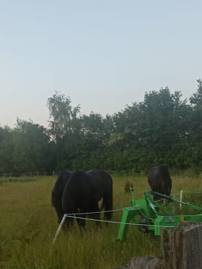 The image depicts a rural scene in Uithuizen, Netherlands, with a focus on a pasture. Four black horses are visible, grazing in the tall, golden-green grass. Two horses are positioned in the foreground to the left, their backs to the viewer, while another horse is further back on the right, also grazing. A fourth horse is partially visible in the center-left of the image. A bright green agricultural implement, possibly a hay tedder or rake, is situated in the mid-ground, with a white electric fence running in front of it. The background features a dense line of dark green trees and a pale, overcast sky. A wooden fence is faintly visible along the edge of the pasture in the distance. The overall atmosphere is serene and natural.