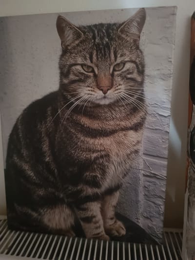 The image depicts a canvas print of a tabby cat. The cat is facing forward with a stern expression. The background of the print appears to be a textured, white wall. The canvas is resting on top of a white radiator. The image gives no evidence to determine that it is in Antwerp, Belgium.