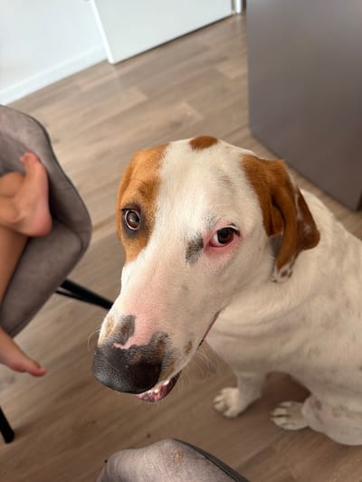 A close-up, high-angle shot captures a dog's face and upper body, seated on a wooden floor. The dog, predominantly white with tan markings on its head and ears, has dark brown eyes, one of which appears slightly red. Its nose is black with white and pink patches. To the left of the dog, a portion of a person's bare foot and lower leg, clad in grey fabric, is visible. The background features a light-colored wall and a sliver of a gray appliance, suggesting an indoor setting. The scene is located in the city of Publier, France.