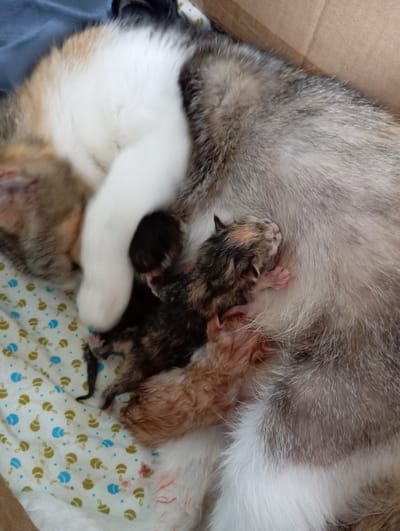 The image shows a calico mother cat nestled with three very young kittens in a cardboard box. The mother cat is lying on her side, partially curled around the kittens, providing warmth and comfort. One kitten, with a dark tabby pattern, is visible nestled close to her body. Another kitten, also dark with tabby markings, is positioned slightly further out. A third kitten, lighter in color with patches of ginger and black, is nestled in front of the mother. The kittens appear to be very newborn, with closed eyes and delicate features. The mother cat's fur is a mix of white, black, orange, and grey, typical of a calico. The kittens' fur also exhibits dark tabby and calico patterns. The background consists of the brown cardboard box and a light-colored cloth with a repeating pattern of small, stylized designs in green and blue. The scene conveys a sense of maternal care and the vulnerability of newborn animals. The location of this scene is not ascertainable from the image itself.