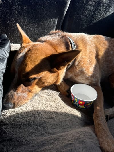An Australian Cattle Dog type canine, predominantly reddish-brown with lighter speckling, is depicted sleeping or resting. The dog wears a dark, patterned collar. It is positioned on a light brown, textured blanket, with a dark, possibly upholstered, surface visible in the background. Adjacent to the dog's right front paw is an empty, small, white paper cup featuring cartoon illustrations of a red fire hydrant, a yellow construction helmet, a red rooster in a cowboy hat, and the text 'DIG LIFE' and 'BONE-APPETIT'. Direct sunlight illuminates the scene from the upper left, casting defined shadows across the dog and blanket. The environment is an interior space, likely a vehicle or domestic setting, situated within Rancho Cordova, United States.