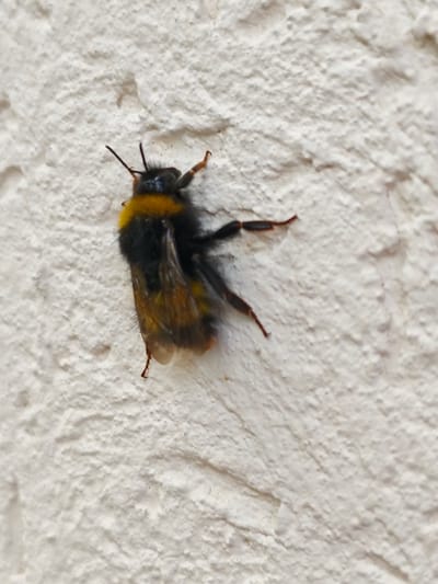 This is a close-up, high-angle, eye-level shot of a bumblebee resting on a textured, off-white surface, possibly a wall or a rough stucco. The bumblebee is black and yellow, with a fuzzy appearance. Its wings are translucent with dark veins, and its legs are visible, appearing reddish-brown. The bee is positioned diagonally in the frame, with its head pointing towards the top left and its abdomen towards the bottom right. The textured surface it rests on has an uneven, bumpy quality, with shadows and highlights accentuating its relief. The lighting suggests an outdoor setting, likely during the day. The image focuses solely on the bee and its immediate surroundings, offering no wider context of the environment or location beyond the textured surface. There is no visible text in the image.