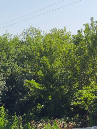 The image depicts a bright, clear sky with two parallel dark lines, likely power lines, stretching across the upper portion of the frame. Below the sky, a dense canopy of lush green trees fills the majority of the image. The foliage is varied, with some trees appearing lighter and more vibrant green, suggesting newer growth or a different species, while others are a deeper, darker green. The trees are closely packed, forming an unbroken wall of vegetation. In the lower foreground, a tangle of various plants and grasses can be seen, some of which are green and leafy, while others appear dry and brown, hinting at a natural, unmanicured environment. The overall impression is of a sunny day in a verdant, outdoor setting, possibly a park, forest edge, or a natural area within or on the outskirts of Sursk, Russia. There are no people or animals visible in the image.
