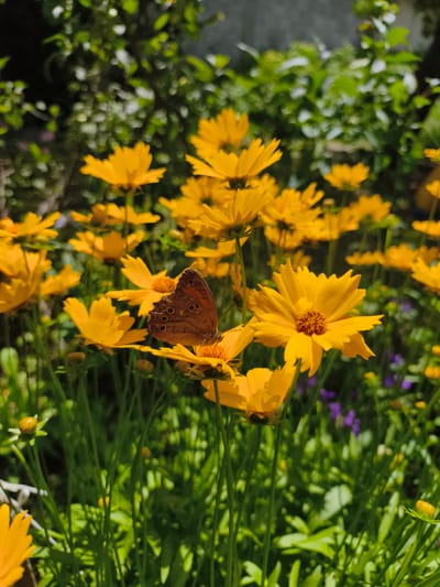 The image depicts a close-up view of a butterfly resting on a bright yellow flower in a garden. The butterfly, with its wings partially open, displays a pattern of brown and black markings, including several prominent eyespots. It is perched on the center of the flower, which has numerous delicate yellow petals. The background is filled with more yellow flowers, green foliage, and out-of-focus elements suggesting a natural outdoor setting. The lighting indicates it is daytime, with sunlight illuminating the scene. The image does not contain any information about the city of Iagnilo, Bulgaria.