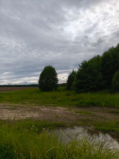 The image depicts an overcast sky over a rural landscape. In the foreground, a muddy path with sparse green grass leads into a field. To the right, a dense row of green trees lines the edge of the path. Beyond the field, a line of darker trees stretches across the horizon. A large, single tree stands in the middle ground to the left, silhouetted against the sky. The ground is wet, with a small puddle reflecting the cloudy sky in the lower right corner. The scene appears to be in Dolzhikovo, Russia, a location known for its natural landscapes.
