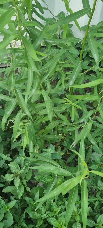 The image shows a dense cluster of green foliage, likely plants or weeds, with a textured, pale wall in the upper background. The plants are a mix of narrow, elongated leaves and smaller, broader leaves, with varying shades of green indicating different types of vegetation or light conditions. The ground appears to be dirt. No people, animals, or specific man-made objects are visible. The scene suggests an outdoor environment, possibly a garden or unkempt area. The location is identified as Батхоз, Tajikistan.